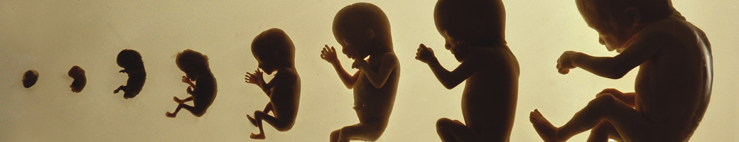 Desarrollo y crecimiento de un feto
